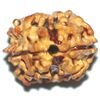Two Mukhi RUdraksha